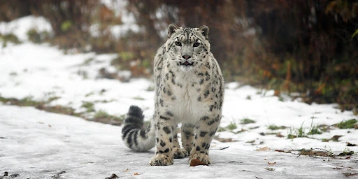Snow leopard in Kibber Village, Spiti Valley — one of the best places in India for snow leopard sightings